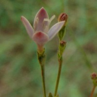 Oldenlandia stricta L.
